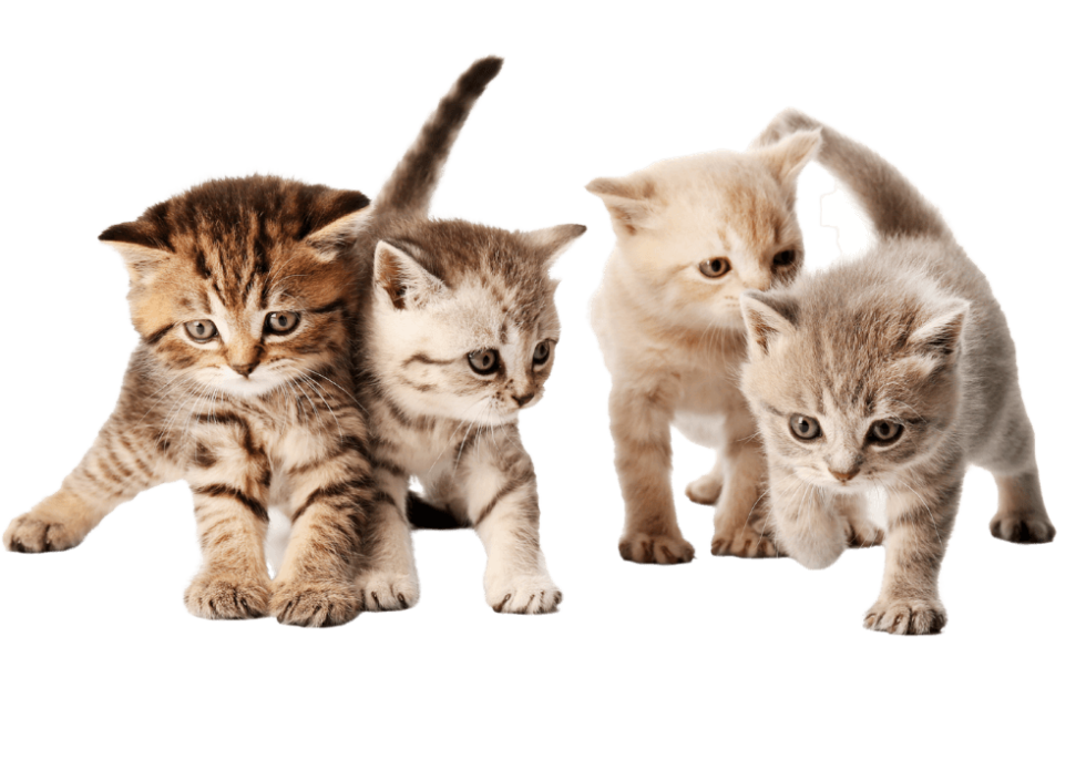 Vet Near Me Clinton, AR 72031 Van Buren County Veterinary Clinic