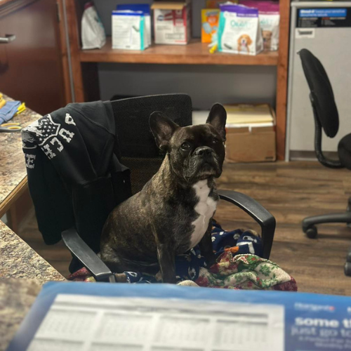 vet cradles a small dog in his arms