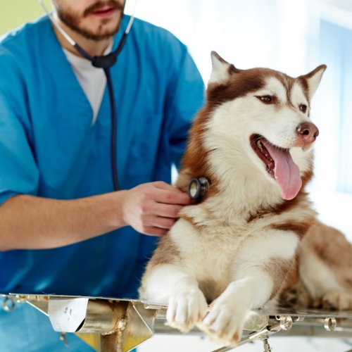 vet closely examines a dog