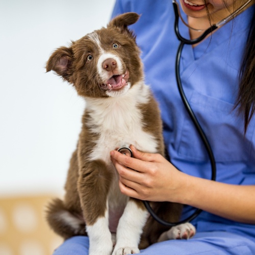 vet holds a dog while wearing a stethoscope around her neck